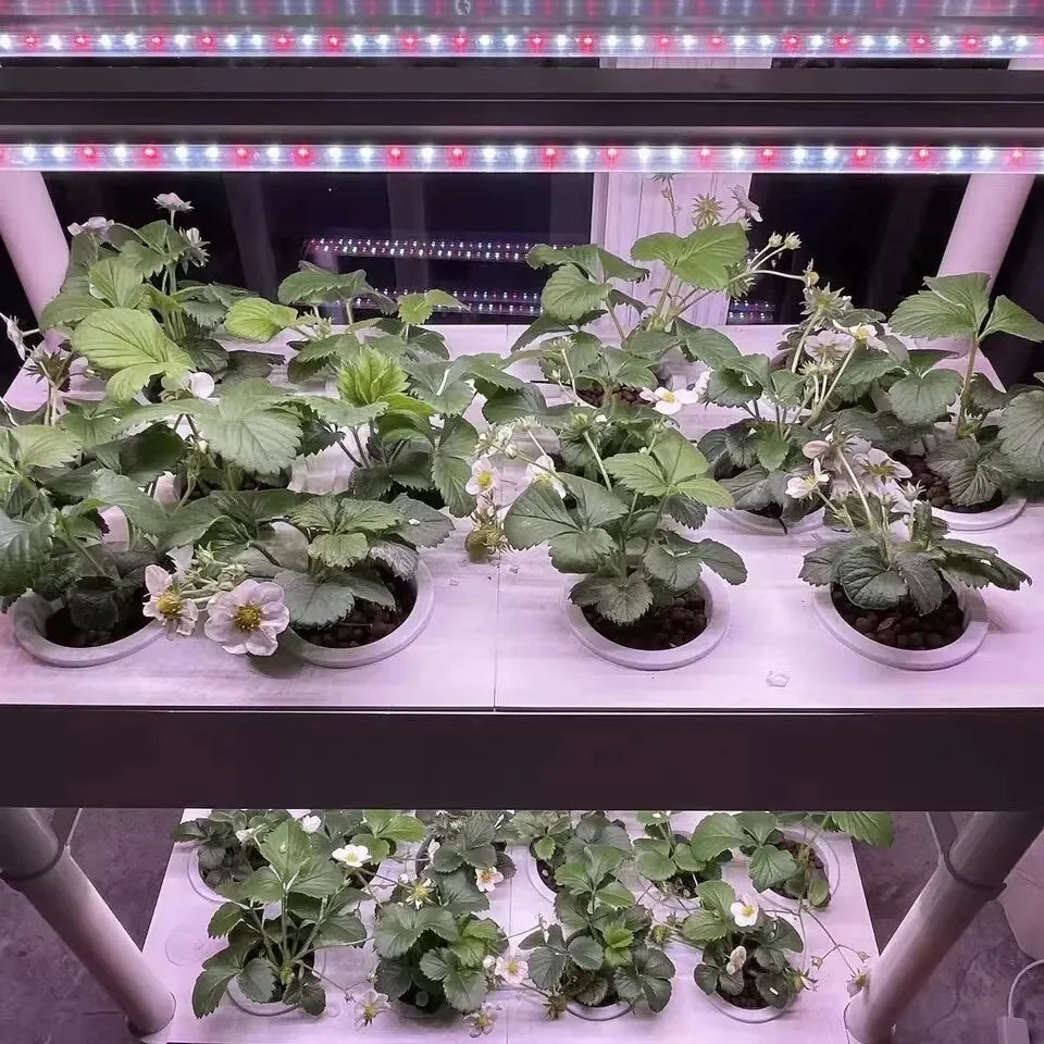 Hydroponics Growing System